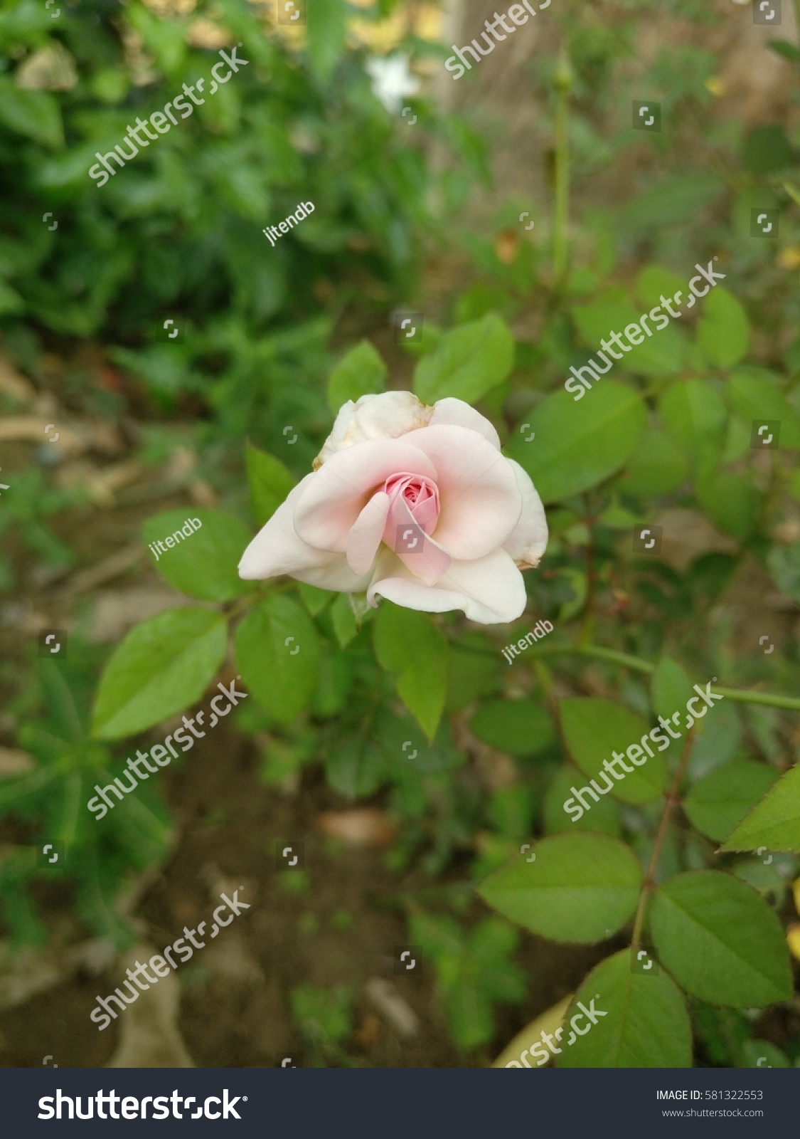 White Rose Symbol Purity Stock Photo 581322553 Shutterstock White Rose Symbol Purity Stock Photo 581322553 Shutterstock