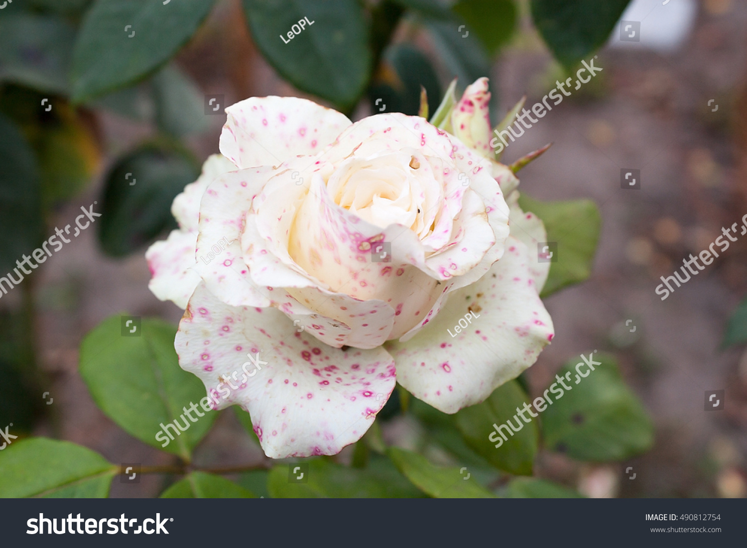 White Rose Red Spots Stock Photo 490812754 Shutterstock White Rose Red Spots Stock Photo 490812754 Shutterstock