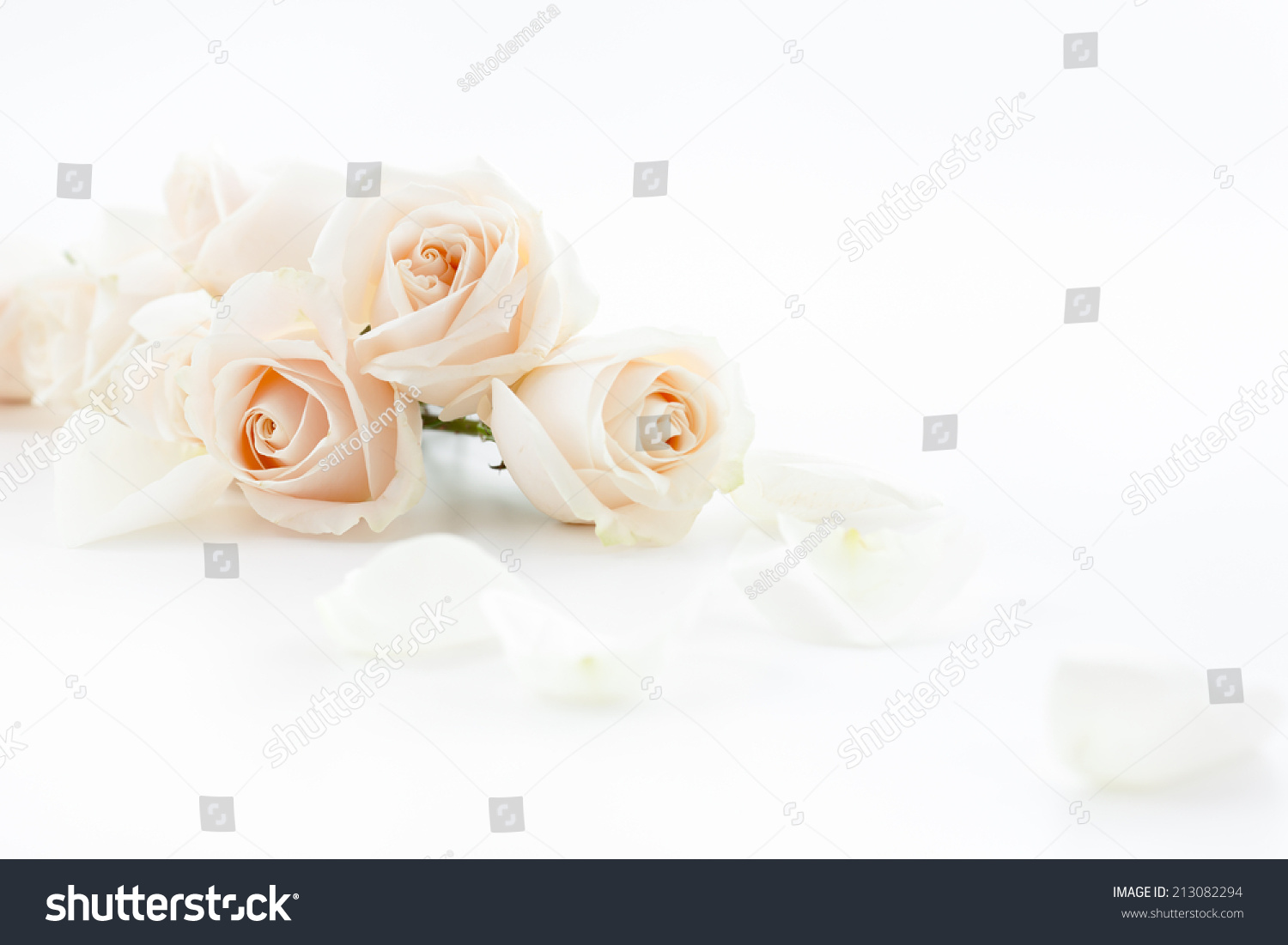 White Roses Petals Lying Down On Stock Photo (Edit Now) 213082294