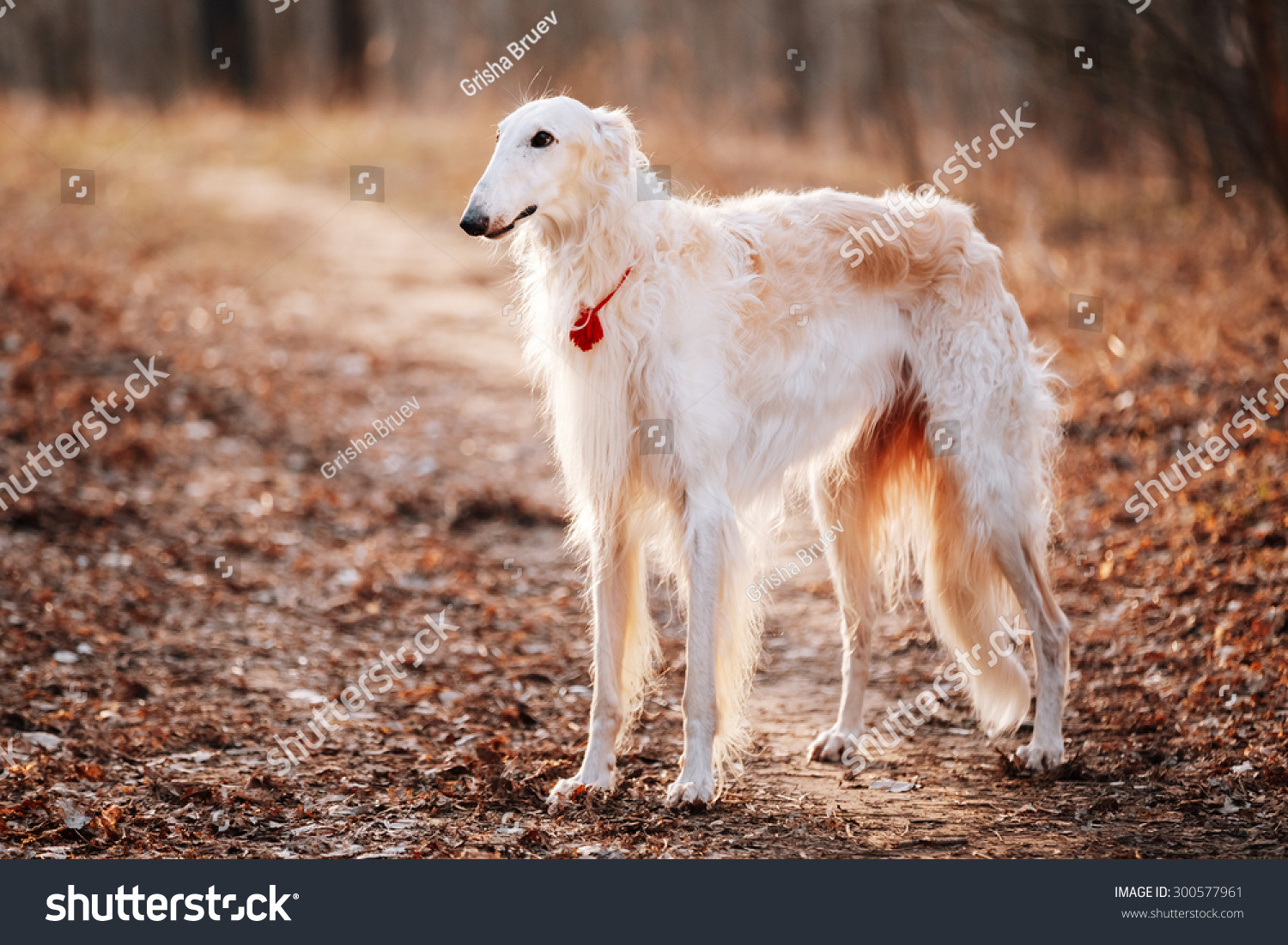 White Russian Wolfhound Dog Borzoi Russian Stock Photo 300577961 ...