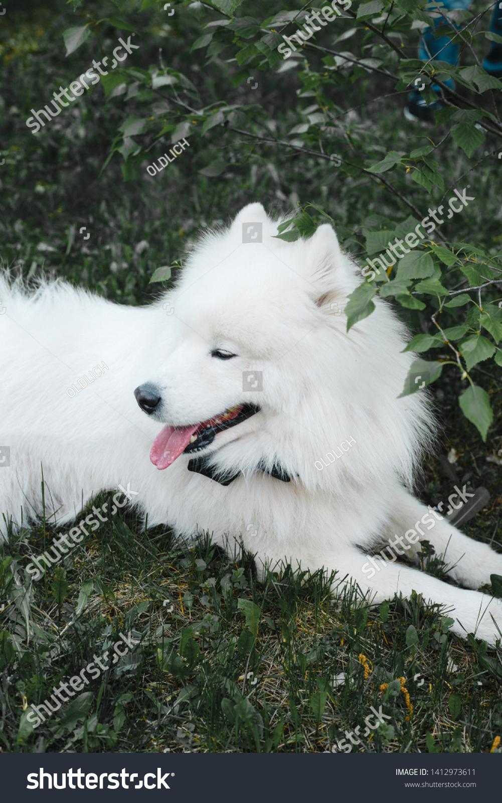 White Samoyed Dog Black Bow Tie Stock Photo Edit Now 1412973611