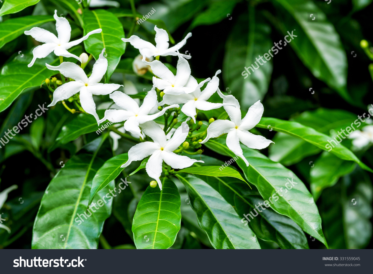 Sampaguita Arabian Jasminephilippines National Flower 6014