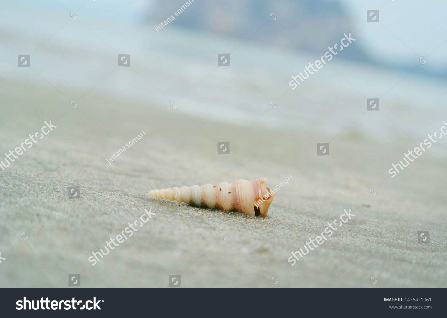 White Sea Shell On Golden Sand Stock Photo Edit Now