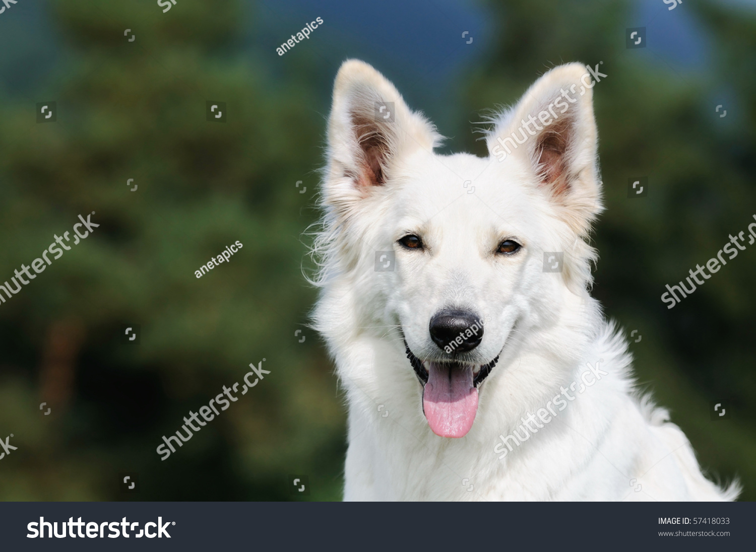 White Sheepdog Weisser Schweizer Schäferhund Berger Blanc Suisse Stock ...