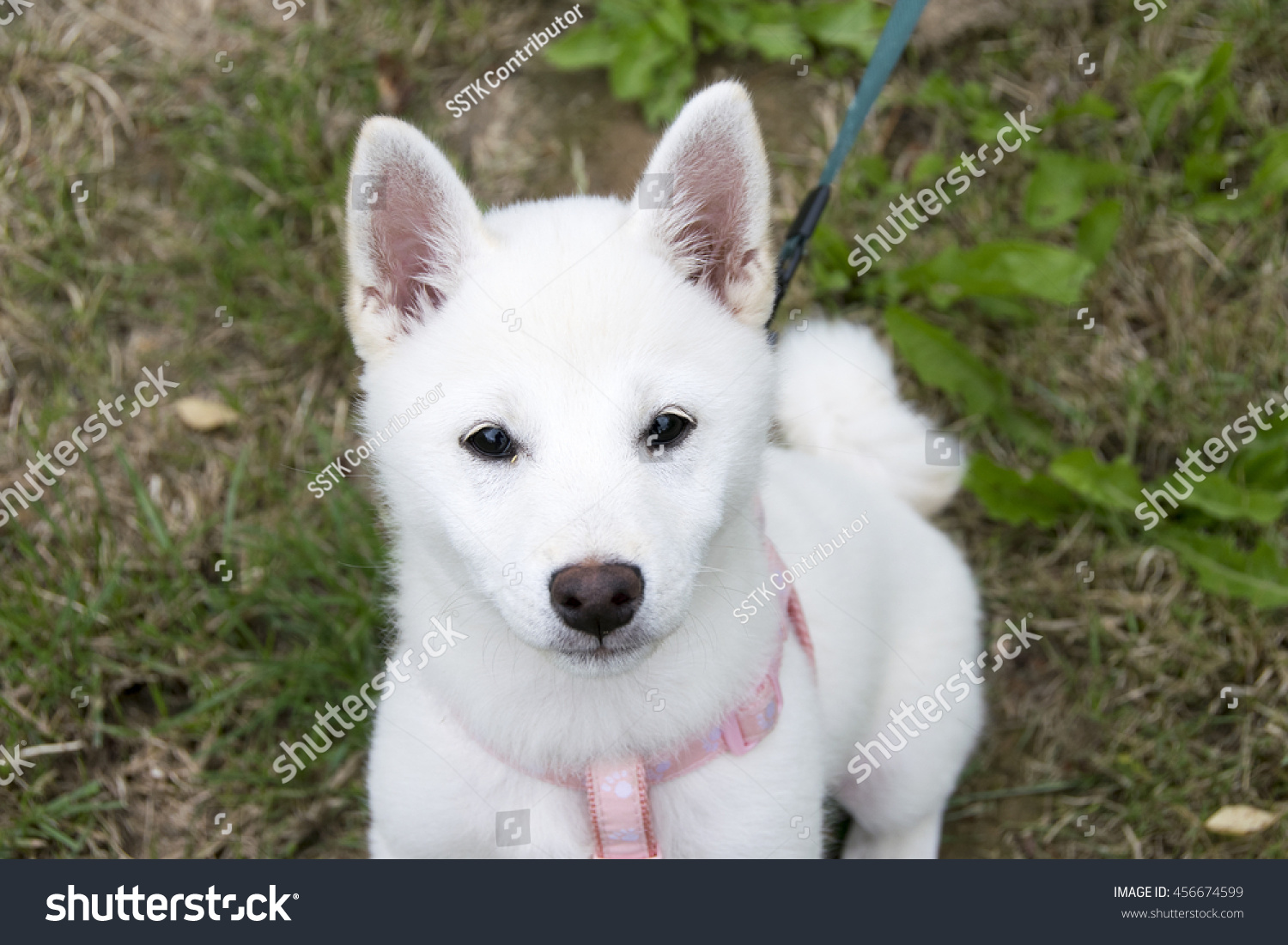 White Shibainu Puppy Portrait On Grass Stock Photo ...