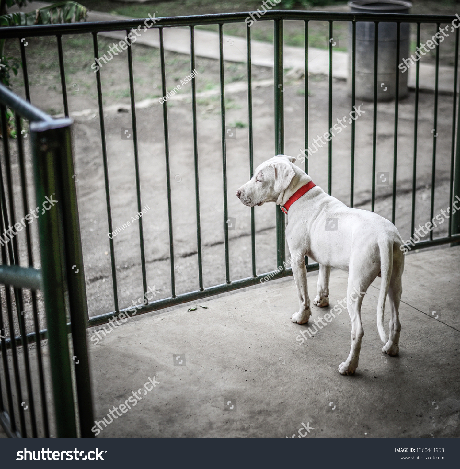 White Short Haired Lab Young Dog Stock Photo Edit Now 1360441958