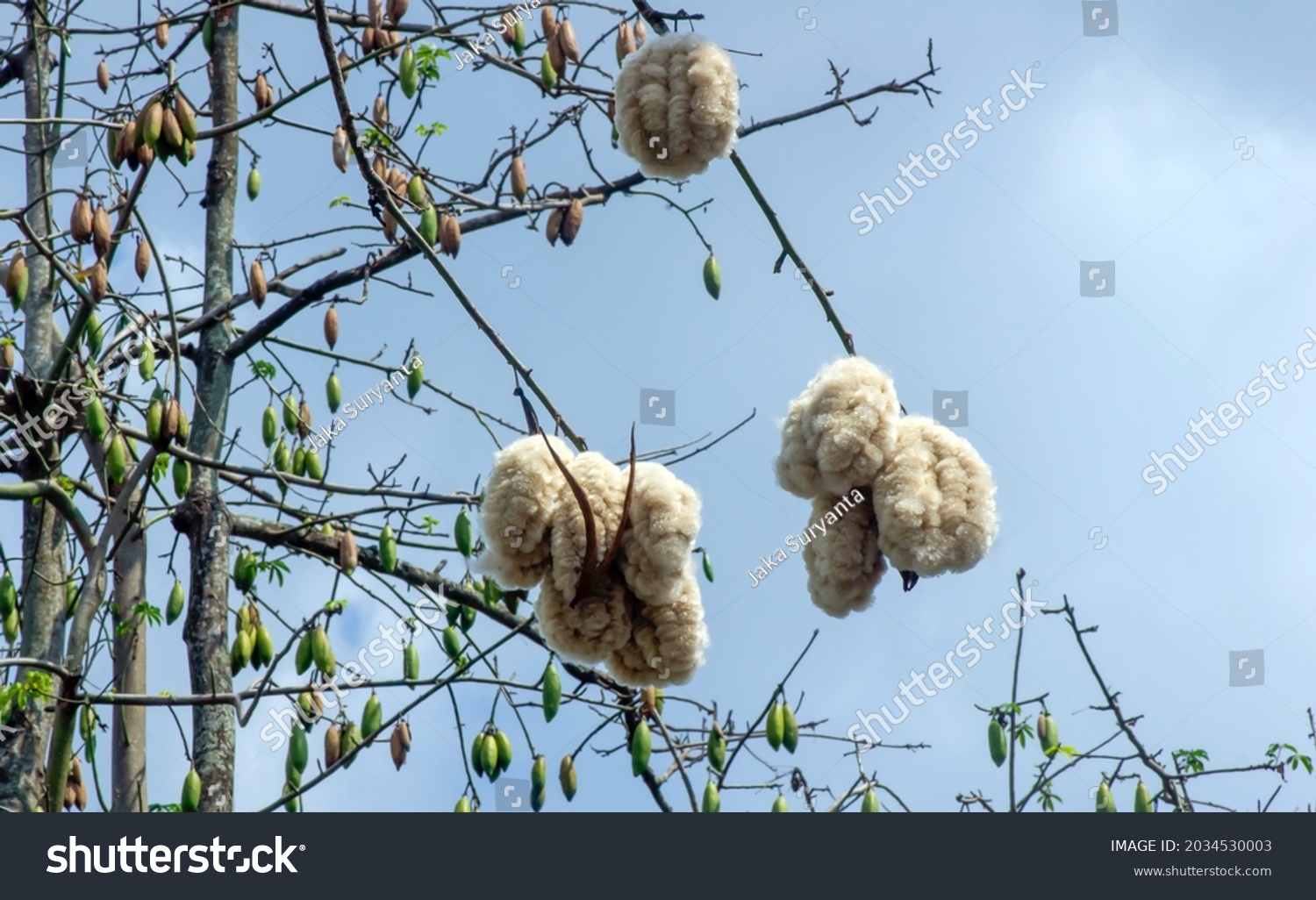 Stock Photo White Silk Cotton Tree Ceiba Pentandra Kapuk Randu Javanese The Perennial Fruit Can Be Used 2034530003 