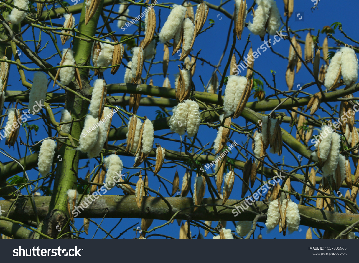 White Silk Cotton Treescientific Name Ceiba Stock Photo Edit Now