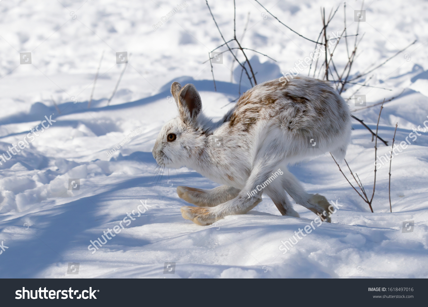 Harefoot Images, Stock Photos & Vectors Shutterstock