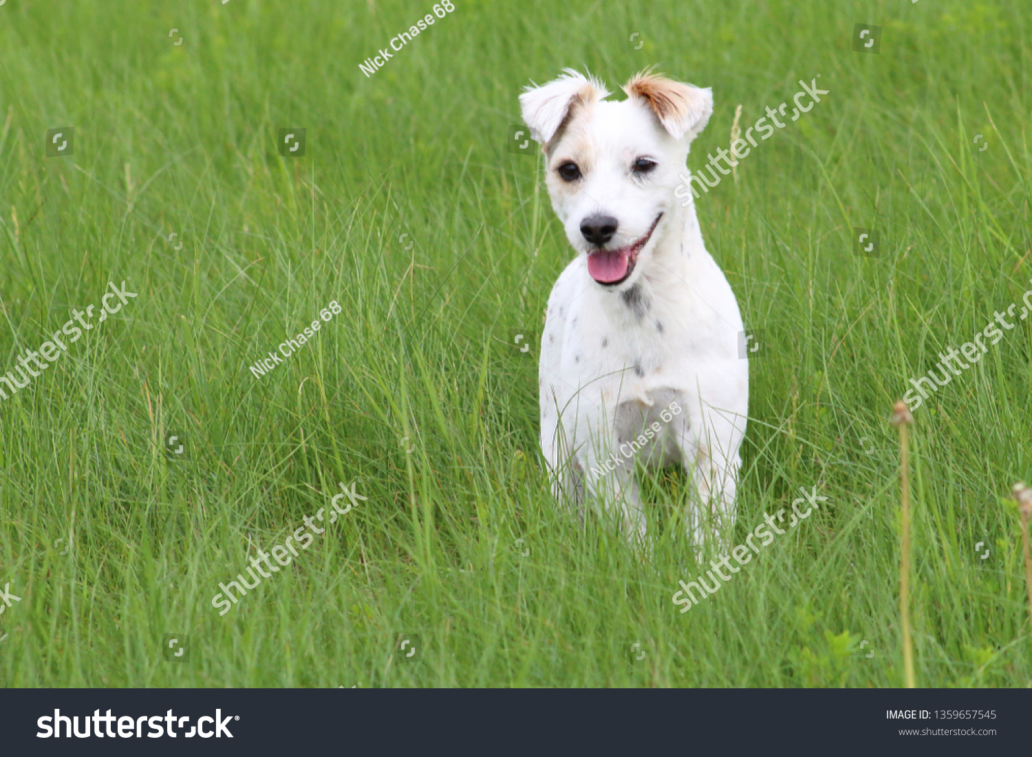 spotted jack russell