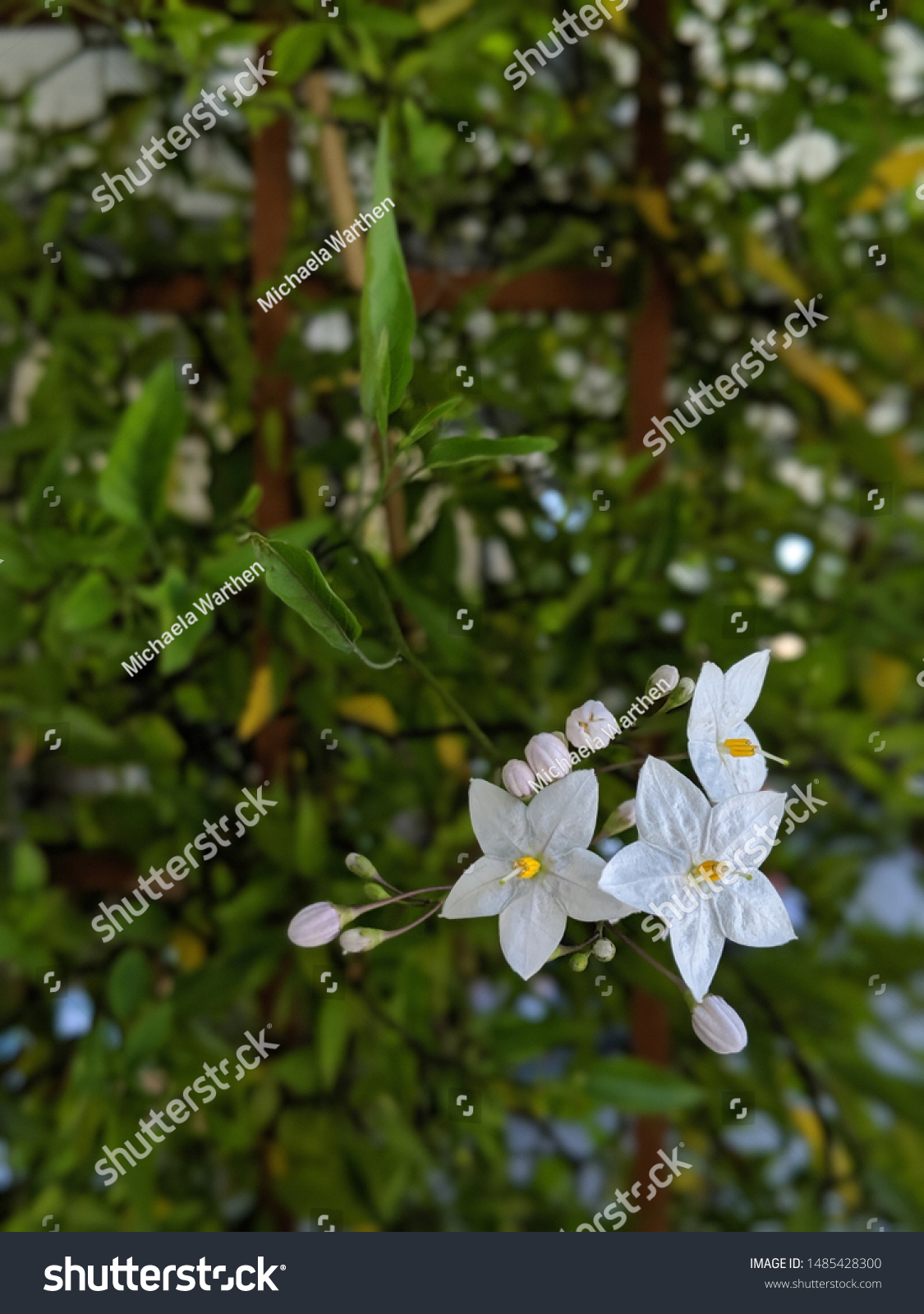 White Star Jasmine Vine Growing On Stock Photo Edit Now