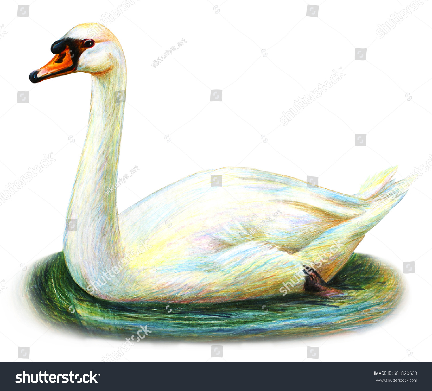 Ilustrasi Stok White Swan Realistic Drawing Cygnus Olor 681820600