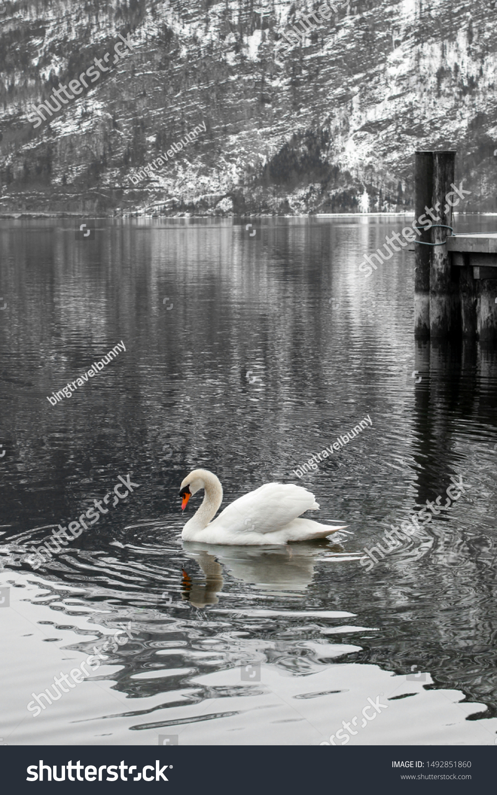 Swan heritage