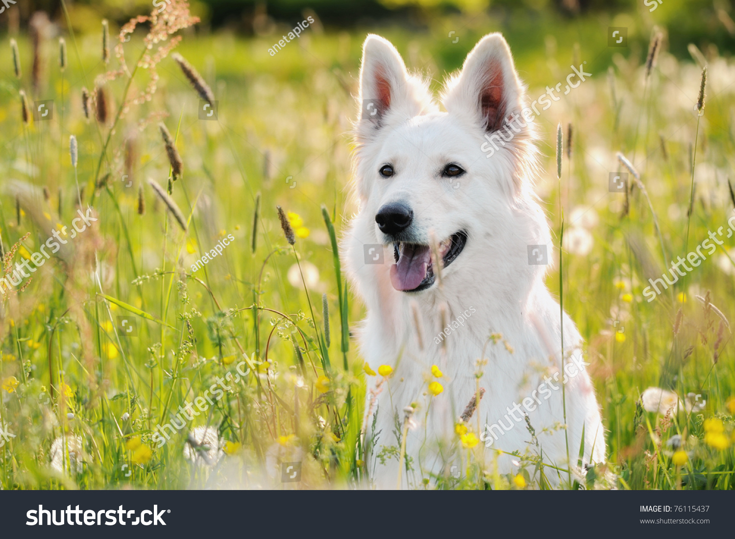 White Swiss Shepherd Sits In Meadow Berger Blanc Suisse Weisser ...