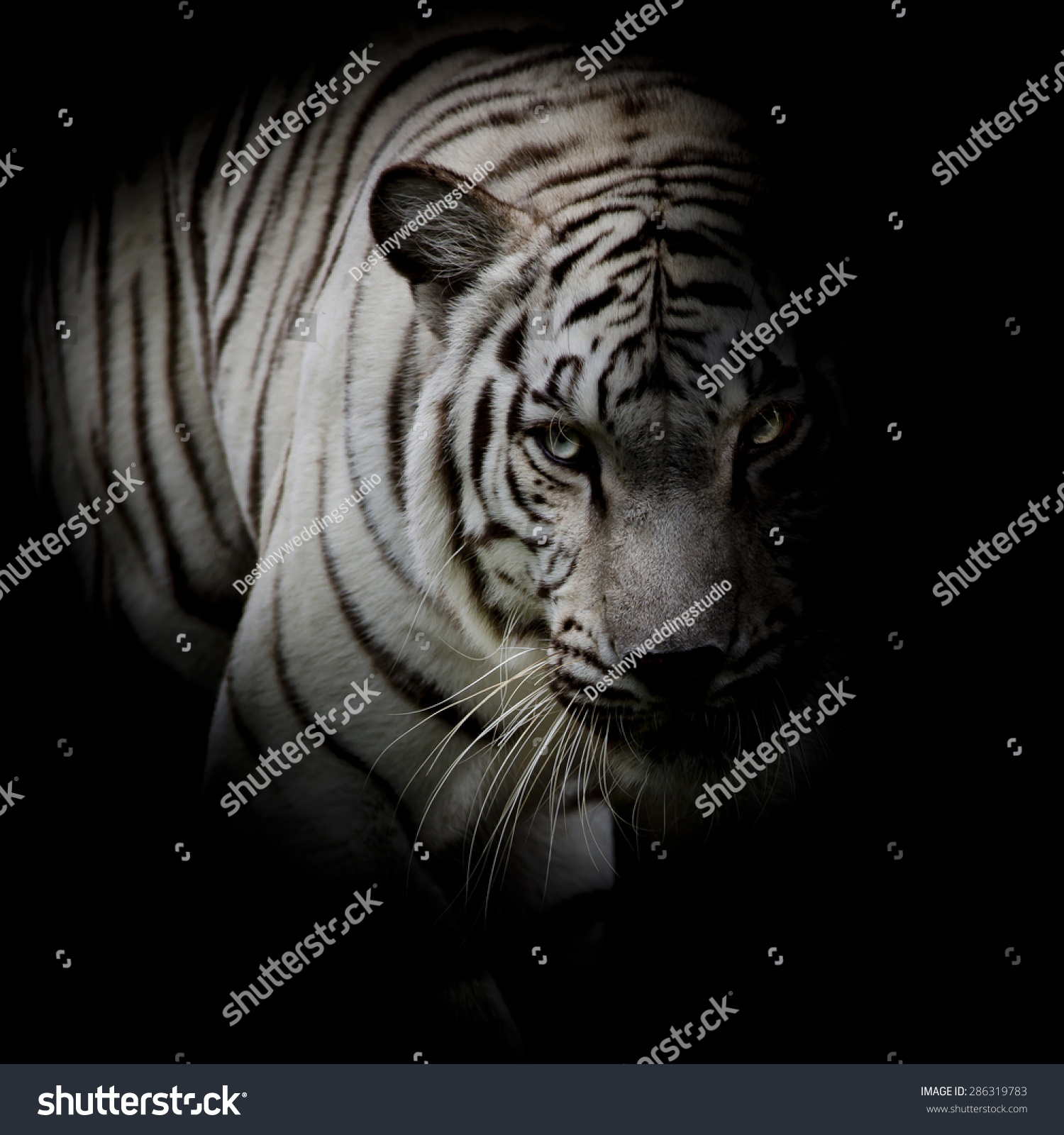 White Tiger Isolated On Black Background Stock Photo (Edit ...