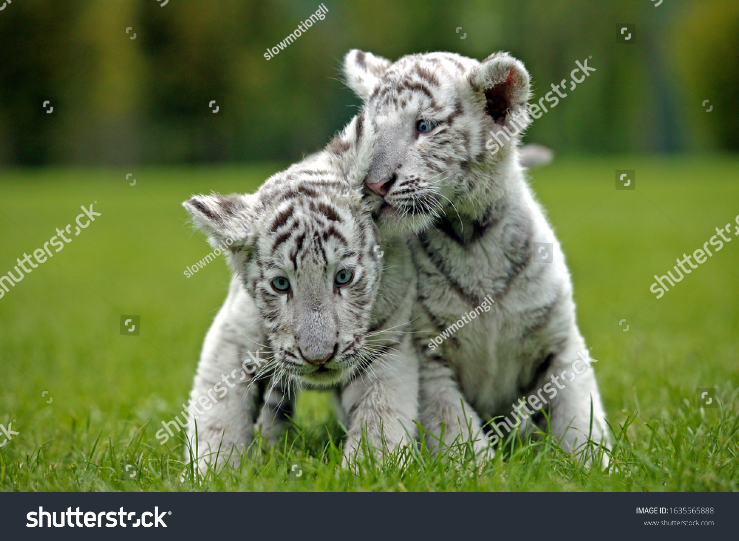 White Tiger Panthera Tigris Cub Standing Stock Photo 1635565888 ...