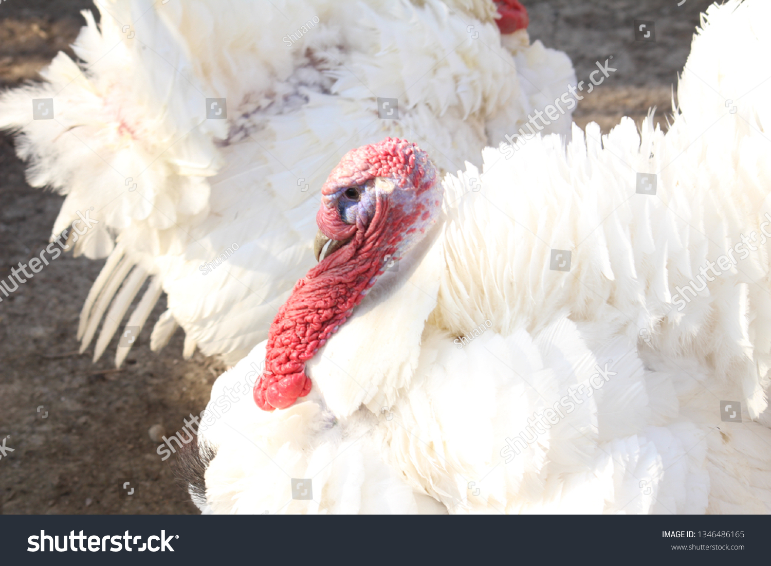 Featured image of post Steps to Prepare White Turkey Beard