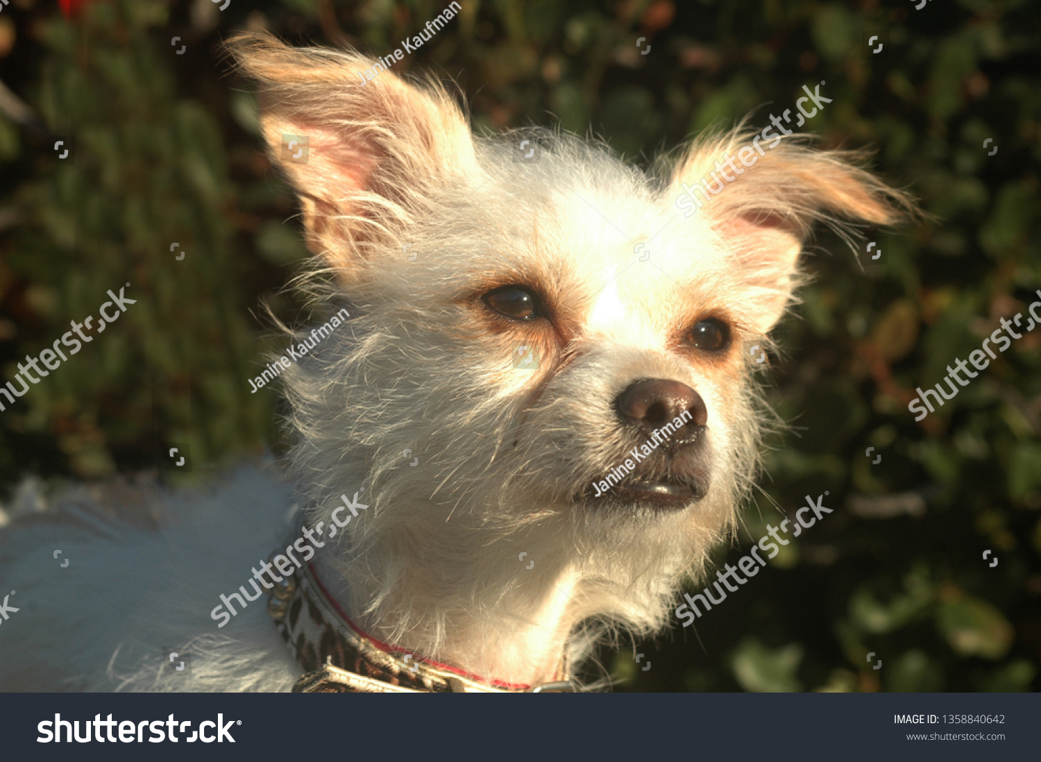 wire haired chihuahua