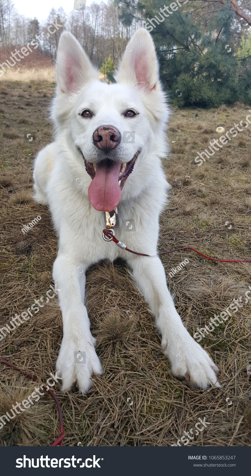 wolf gray siberian husky