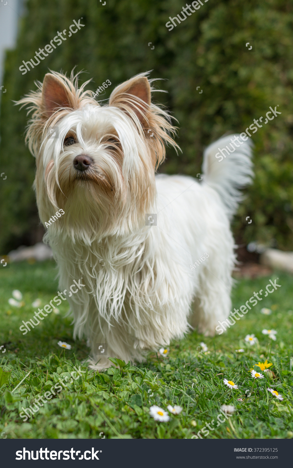 white yorkshire terrier