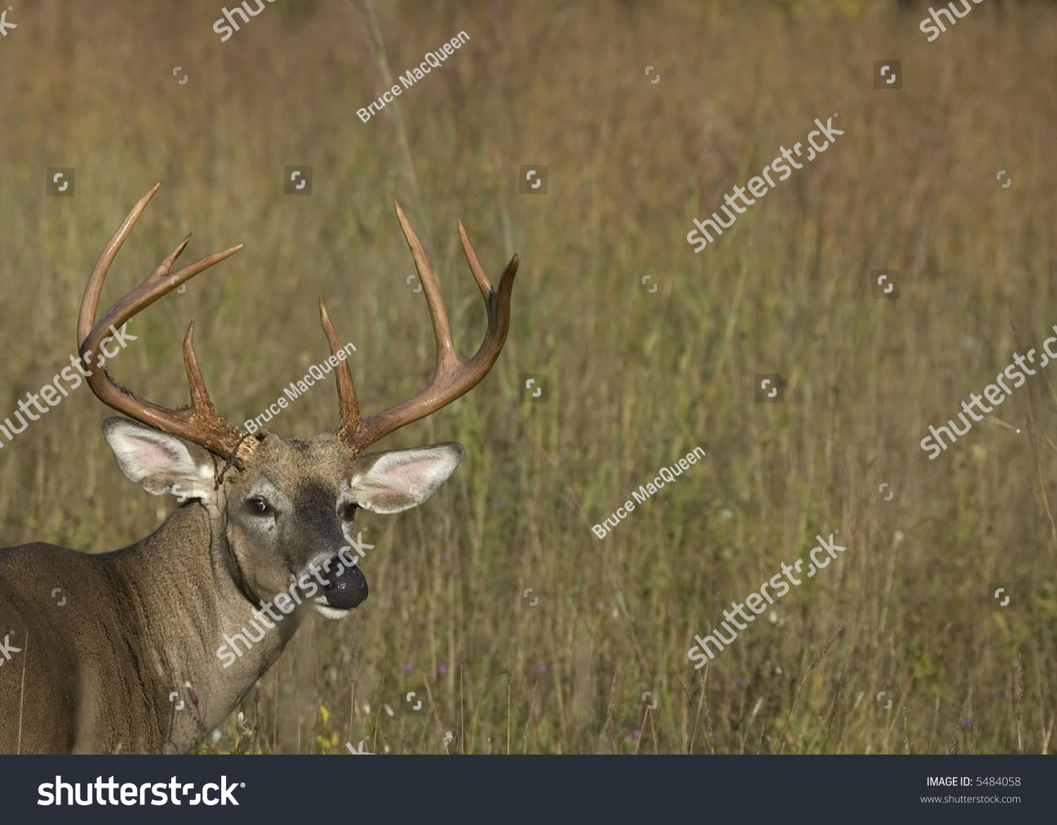 Whitetail Deer Buck Head-Shot. Stock Photo 5484058 : Shutterstock
