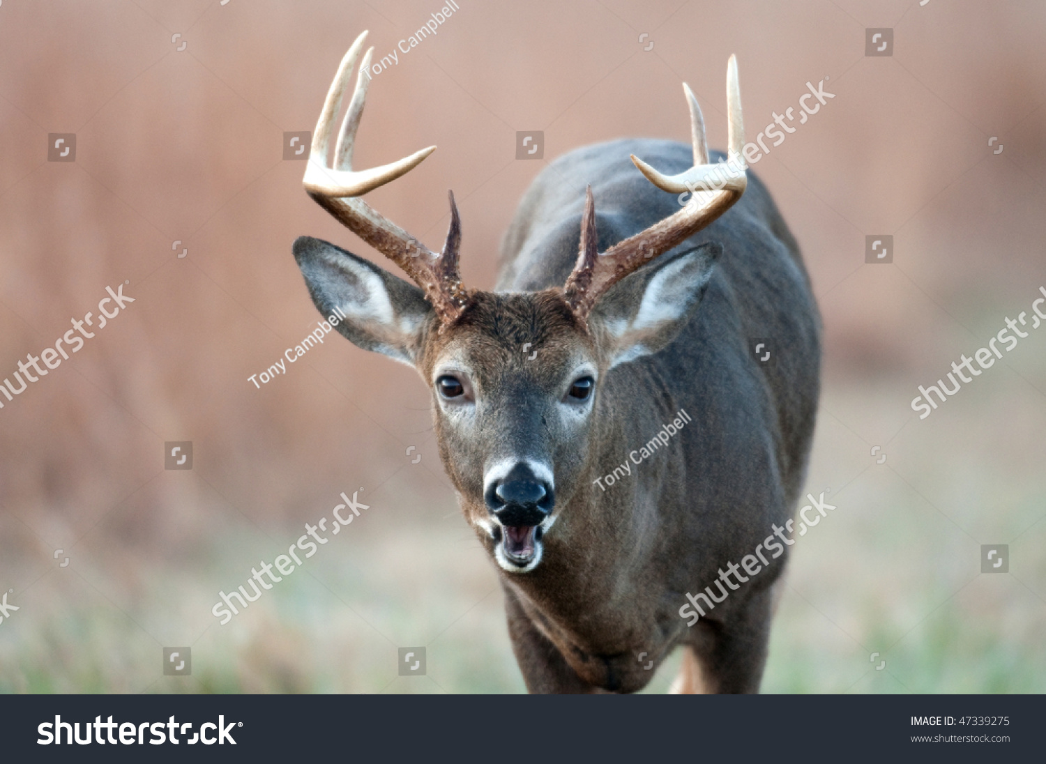 Whitetail Deer Buck Looking Ahead Mouth Stock Photo 47339275 Shutterstock