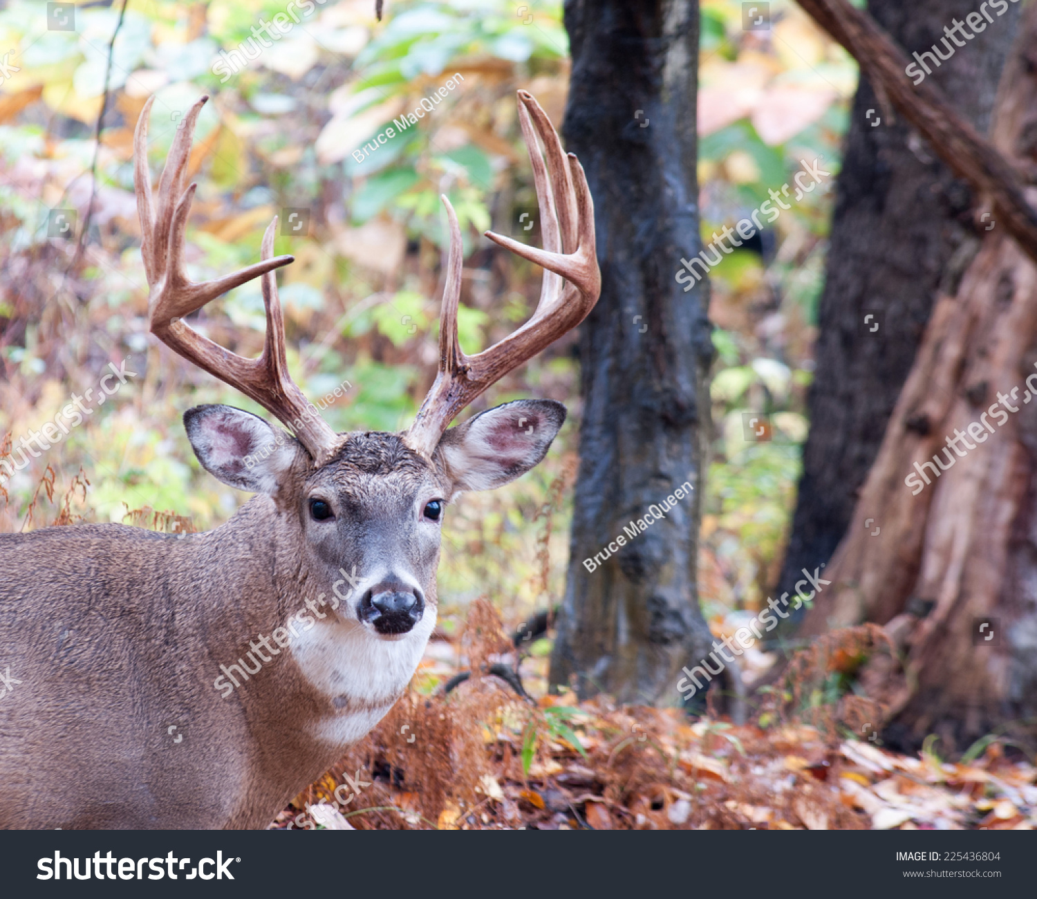 Whitetail Deer Buck Standing In A Woods. Stock Photo 225436804 ...