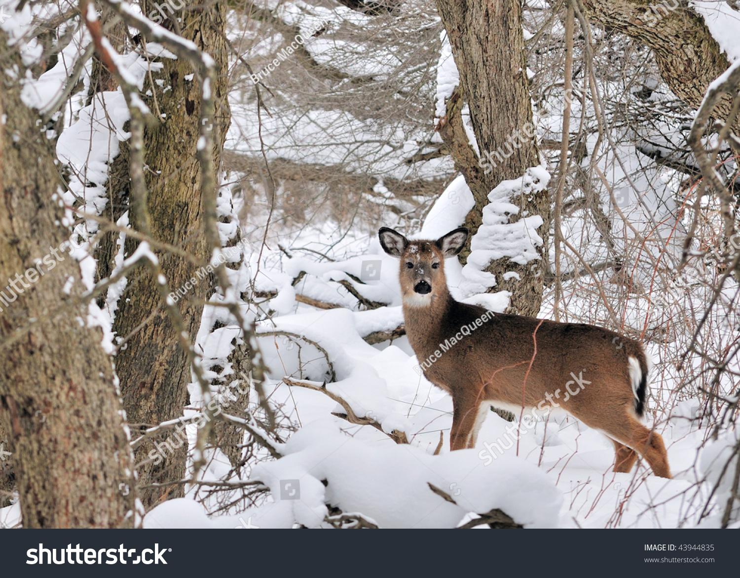 Whitetail Deer Doe Standing In The Woods With Winter Snow Stock Photo ...