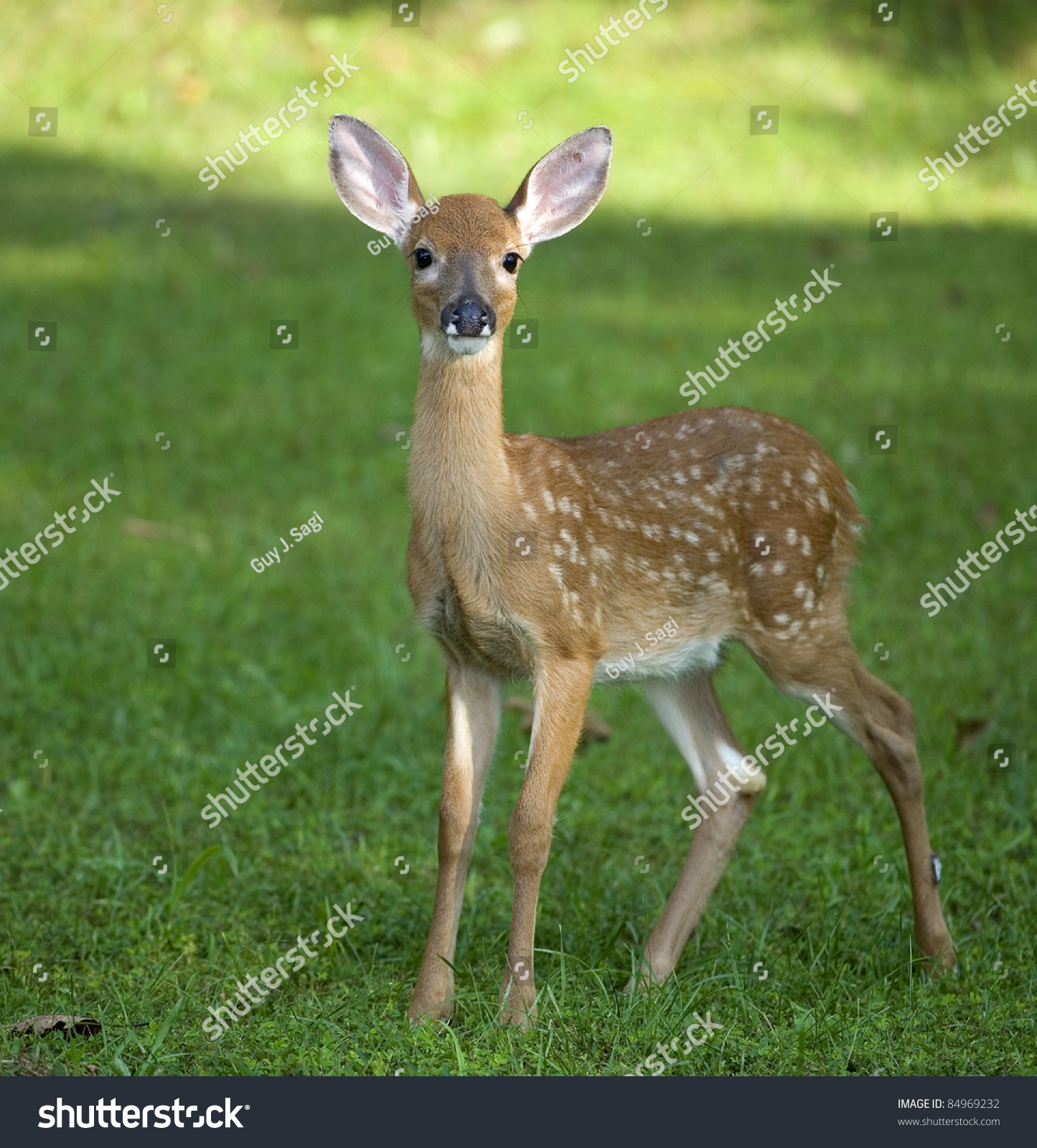 Whitetail Deer Fawn Still Spots On Stock Photo 84969232 - Shutterstock