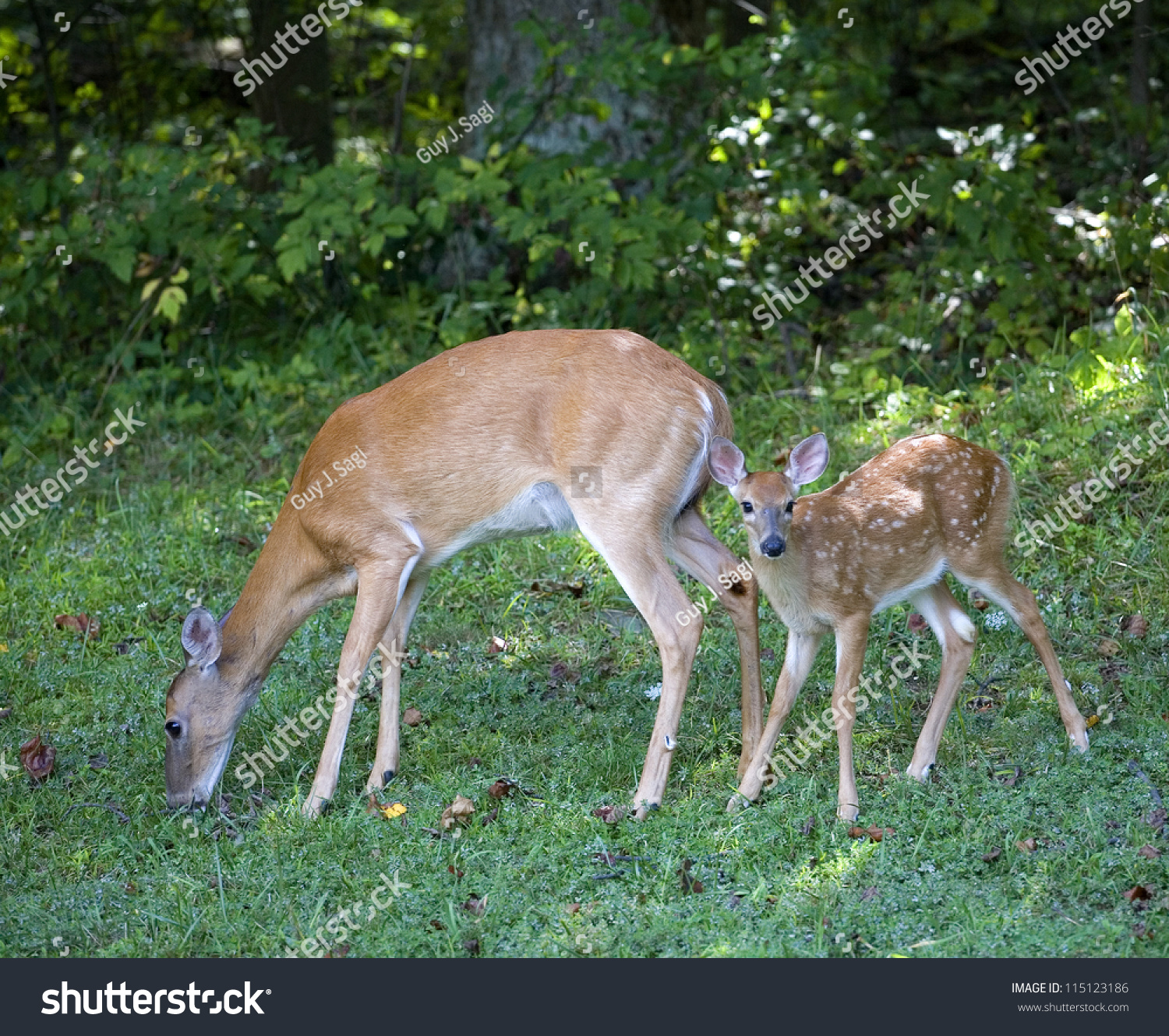 Whitetail Doe Eating While A Fawn In Tow Is Looking At Something Stock ...