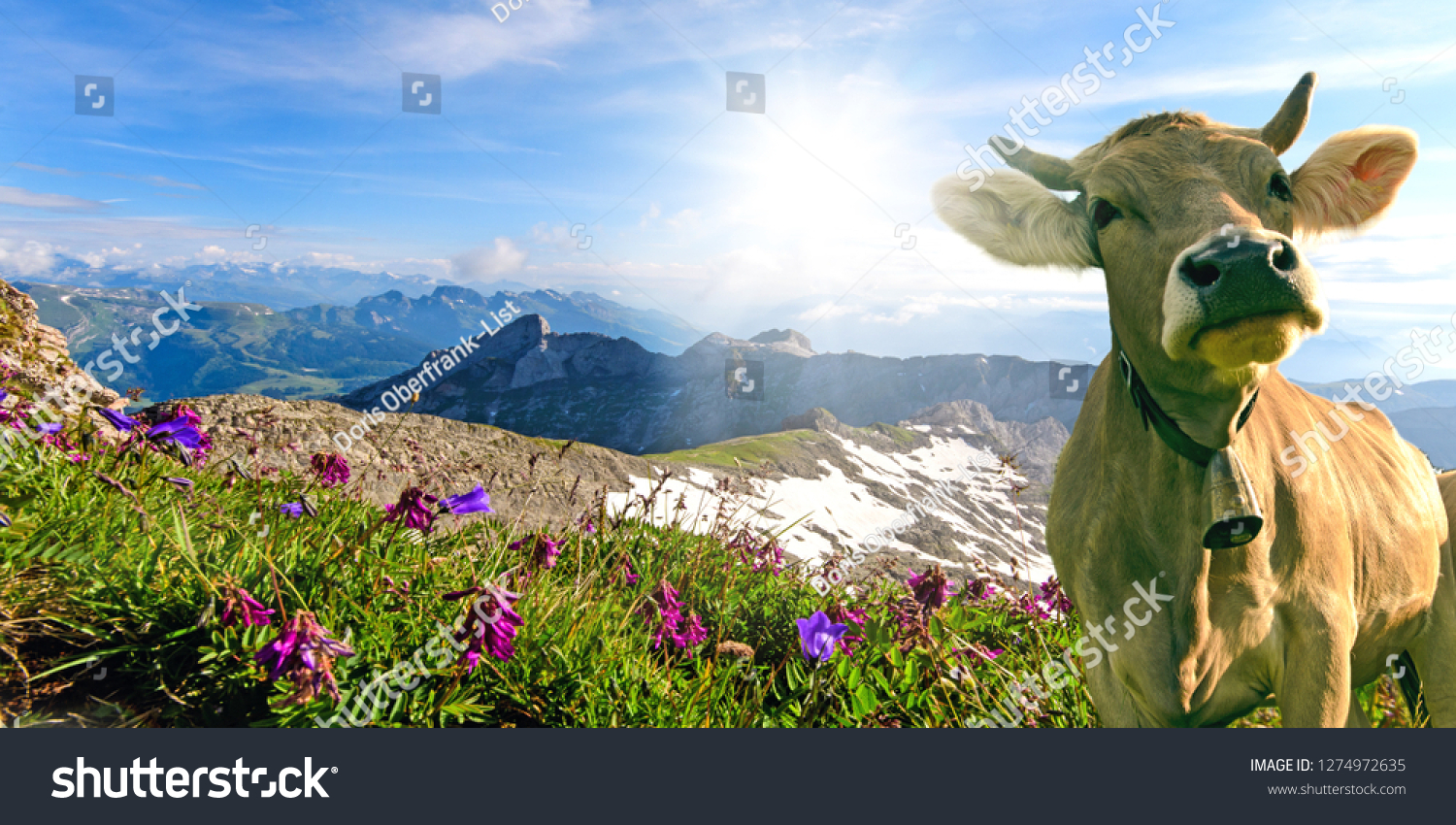 21-993-swiss-cows-images-stock-photos-vectors-shutterstock