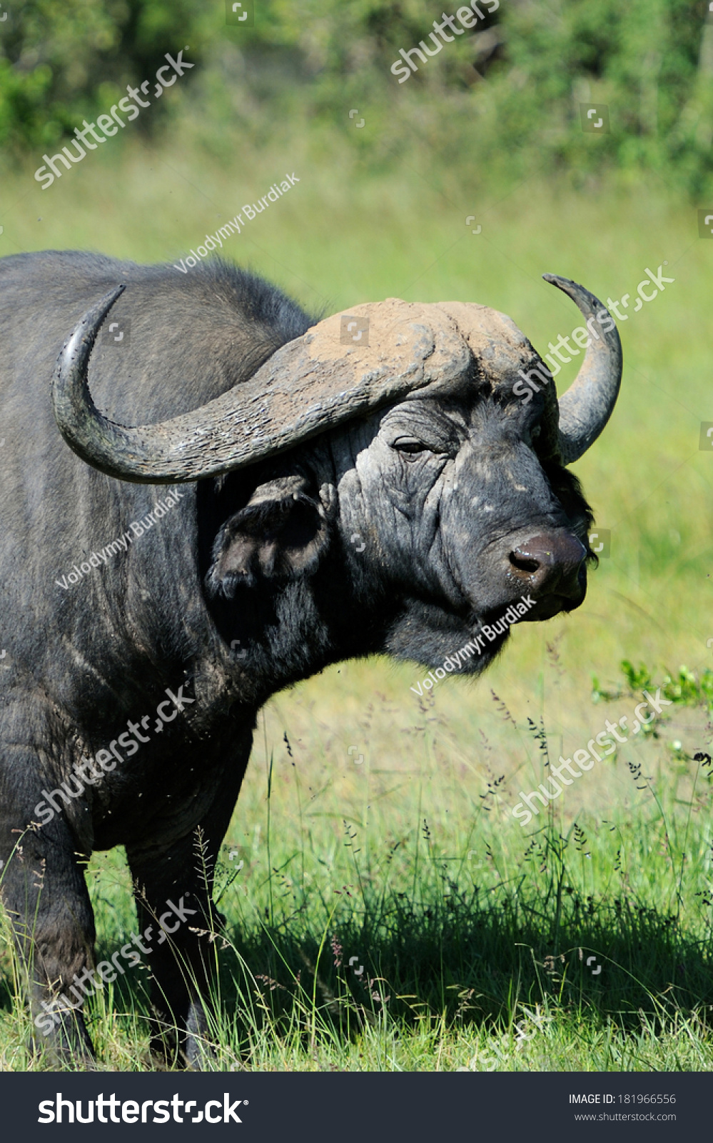 Wild African Buffalo Bull Africa Kenya Stock Photo 181966556 - Shutterstock