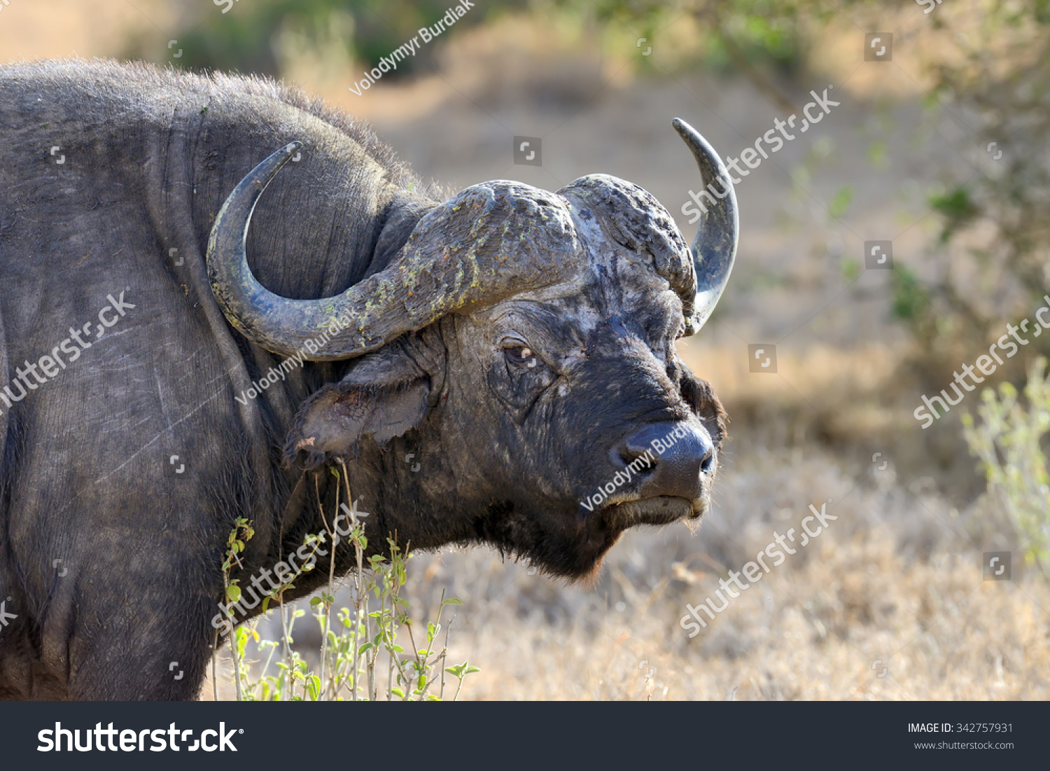 Wild African Buffalo Bull Africa Kenya Stock Photo (Edit Now) 342757931