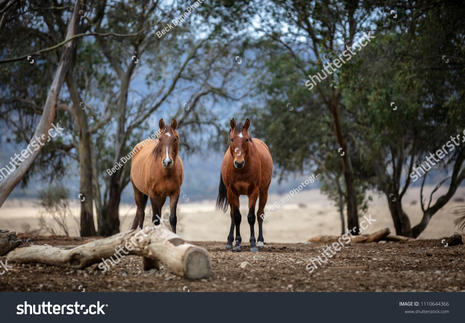 Wild Free Brumby Horses Australian High Stock Photo (Edit Now) 1110644366