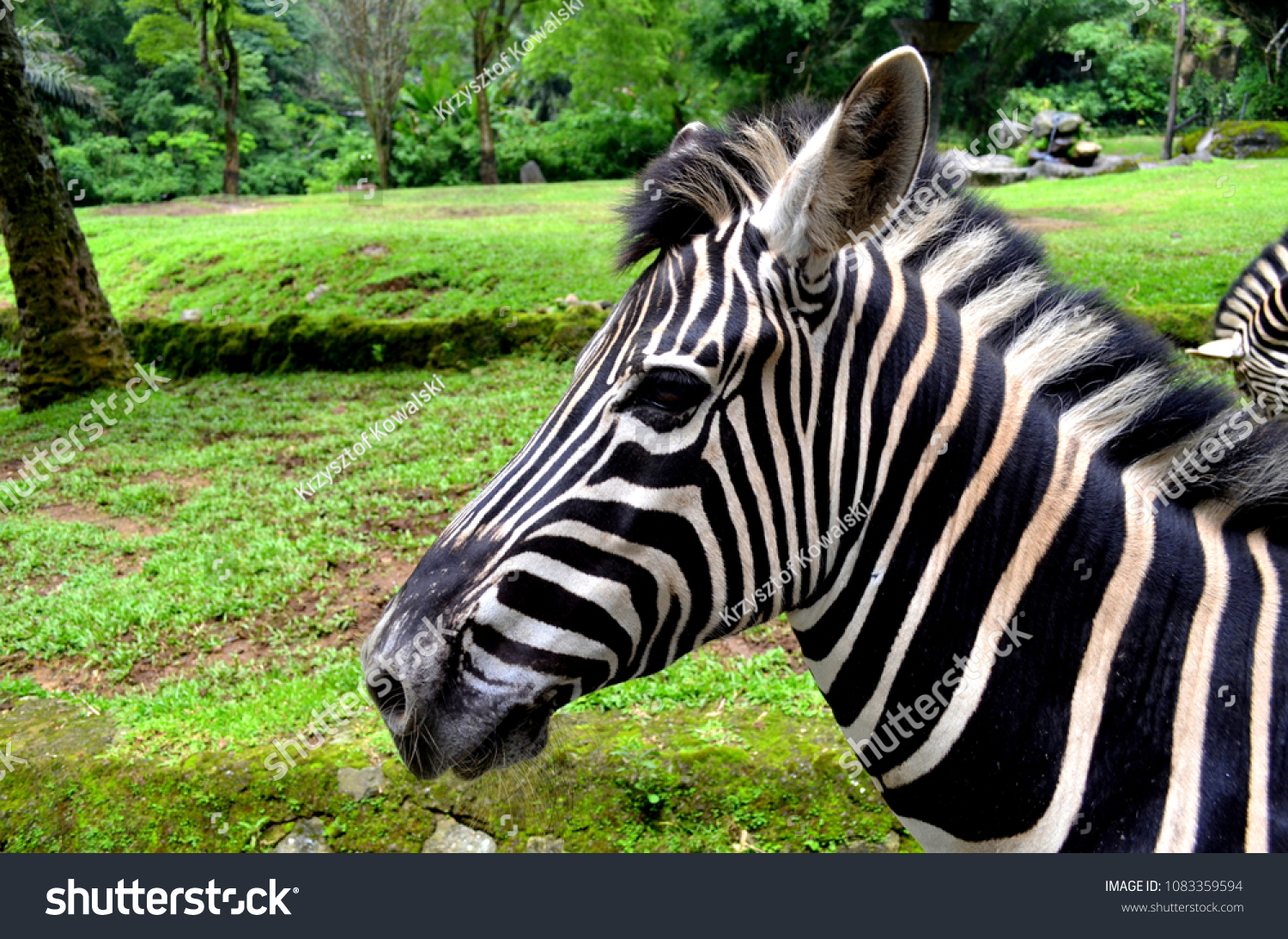 Wild Animals Taman Safari Bogor West Stock Photo Edit Now 1083359594