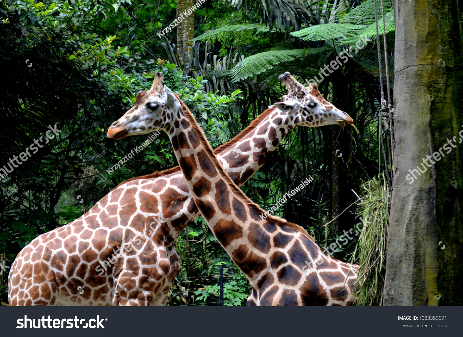 Wild Animals Taman Safari Bogor West Stock Photo Edit Now