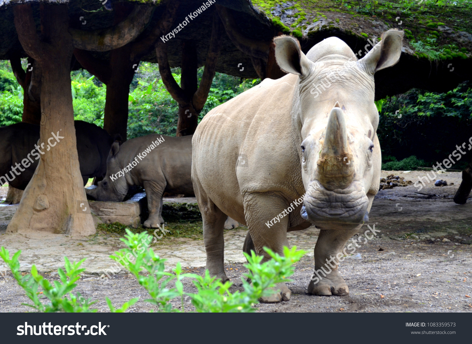 Wild Indonesia Animals : Pictures Of Wild Animals Under The Sea