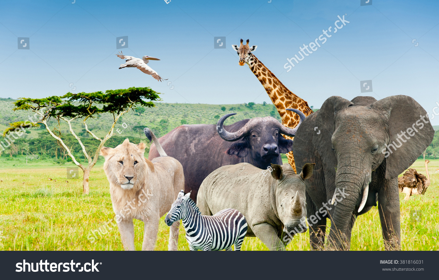 Wild Animals Africa Savanna Collage Stock Photo 381816031 - Shutterstock