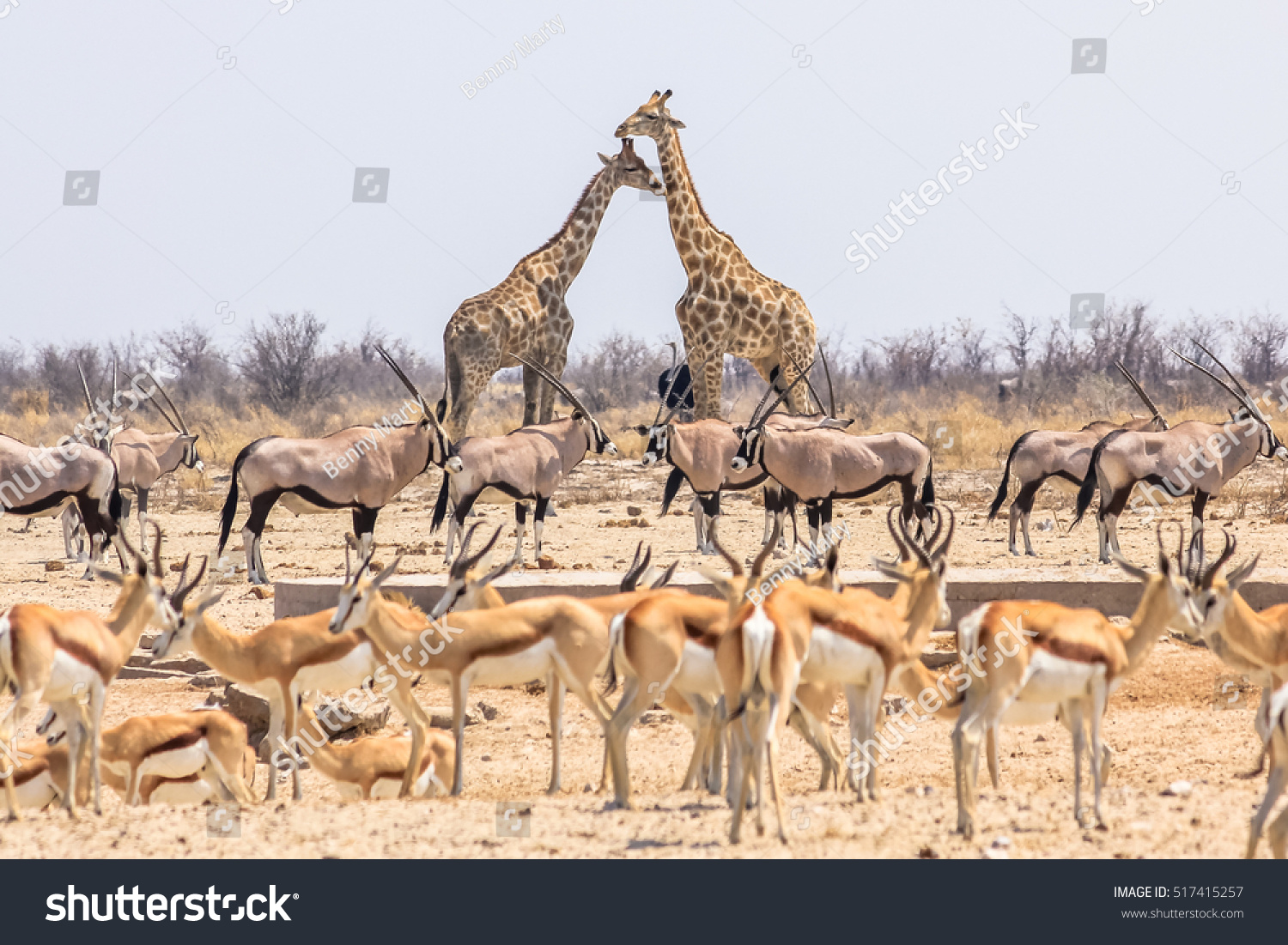 8,004 Namibian animals Images, Stock Photos & Vectors | Shutterstock