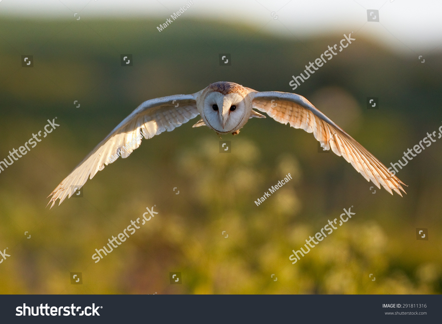 Wild Barn Owl In Flight Stock Photo 291811316 : Shutterstock