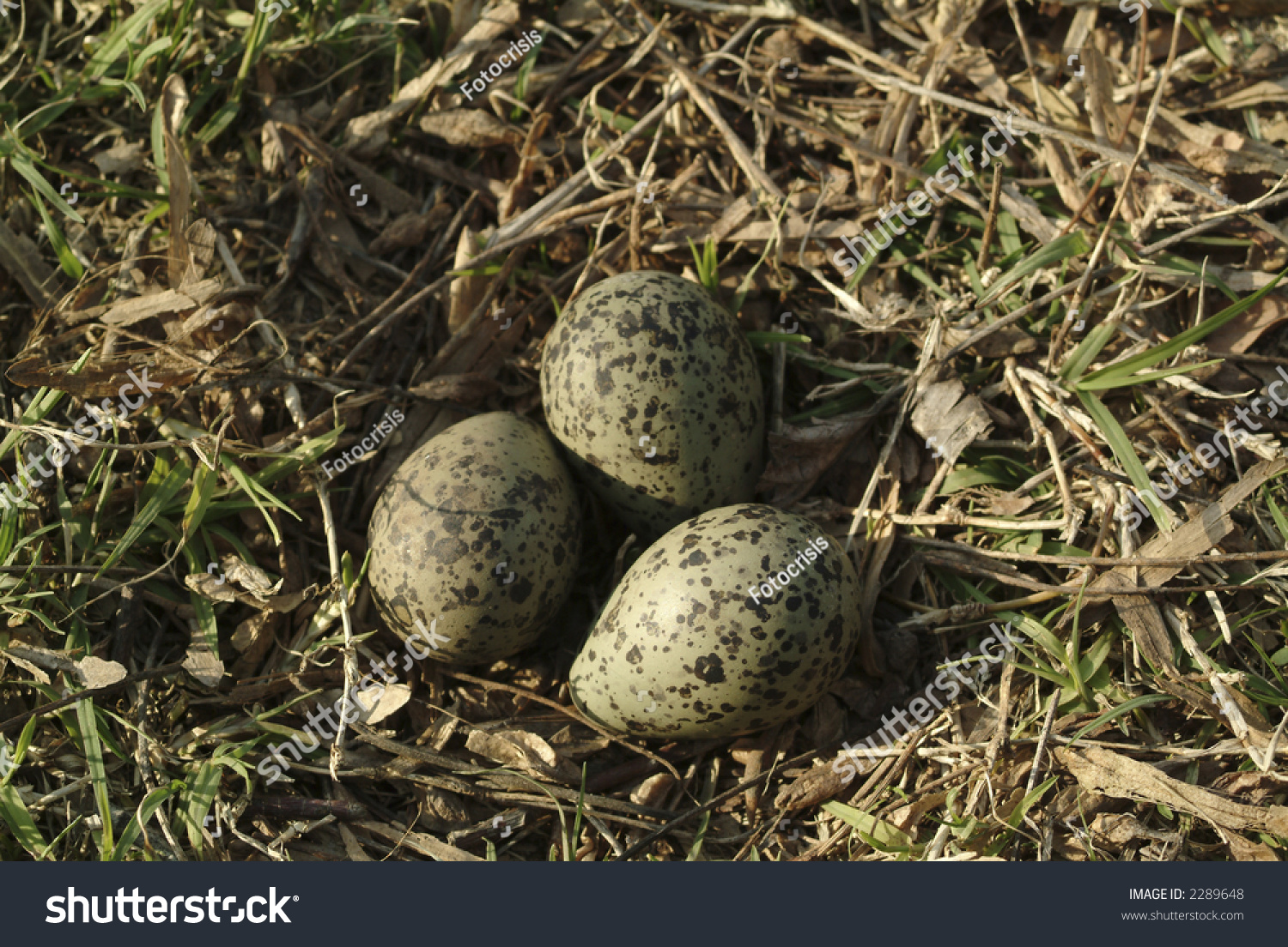 Wild Birds Eggs Over Grass Stock Photo 2289648 - Shutterstock