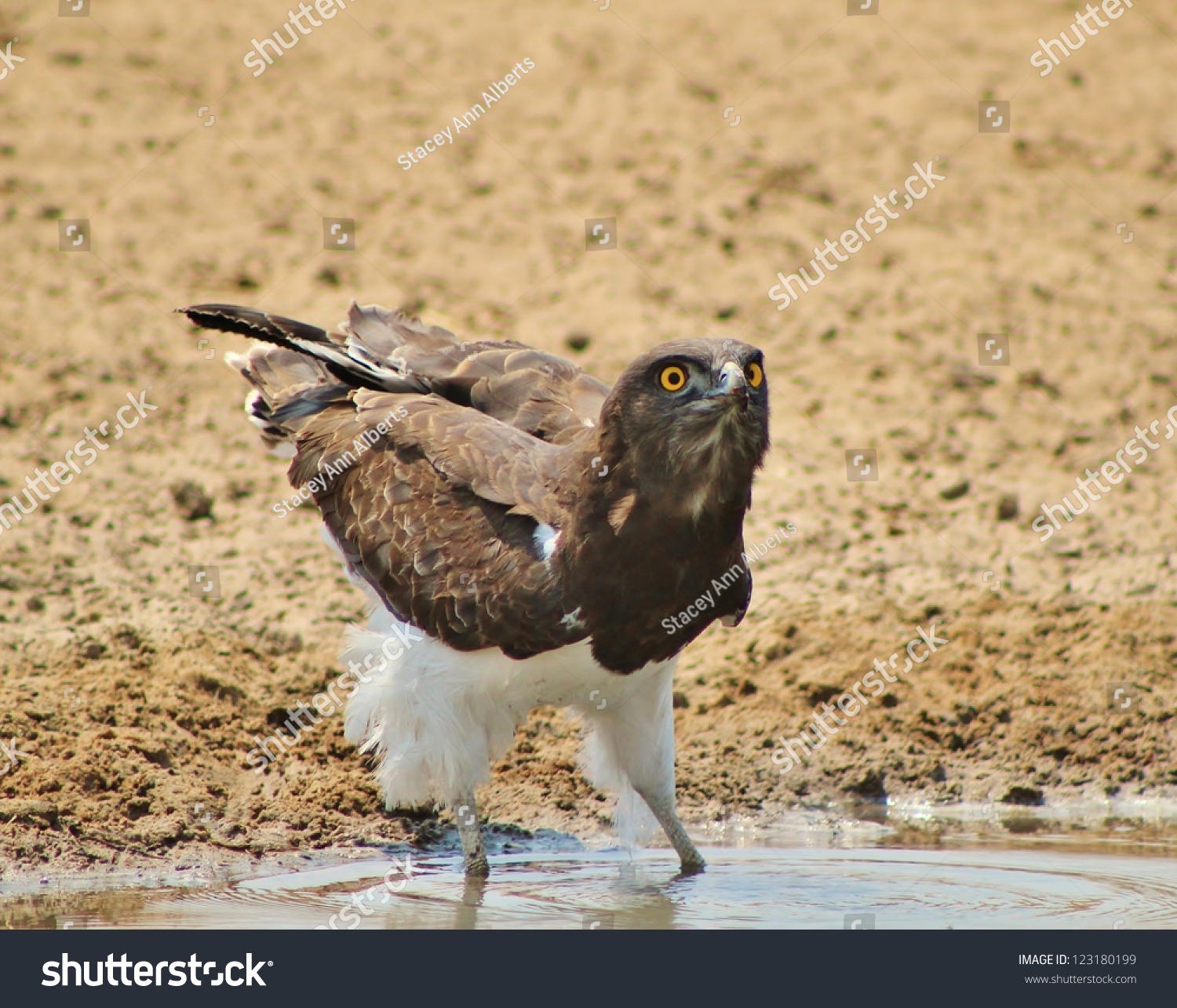 Wild Birds Africa Martial Eagle Super Stock Photo Edit Now