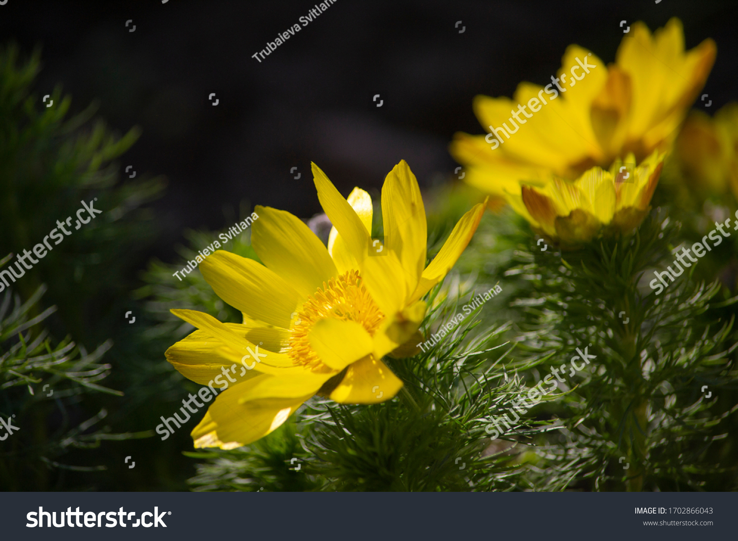 咲き乱れた春の花アドニス ベルナリスで 明るい黄色の花びらを持つ 写真素材 Shutterstock
