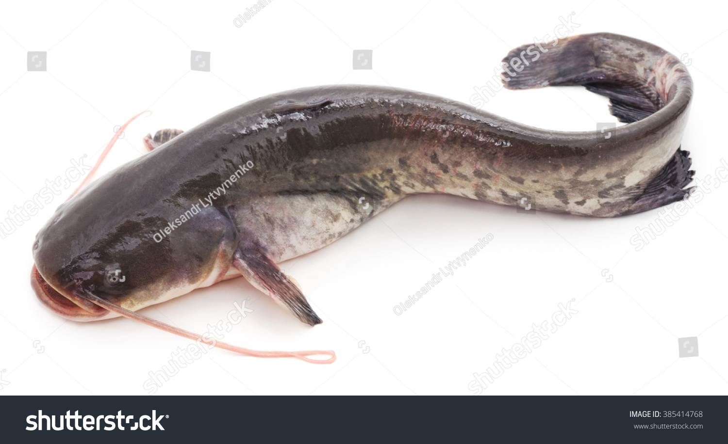 Wild Catfish Isolated On White Background Stock Photo 385414768 ...