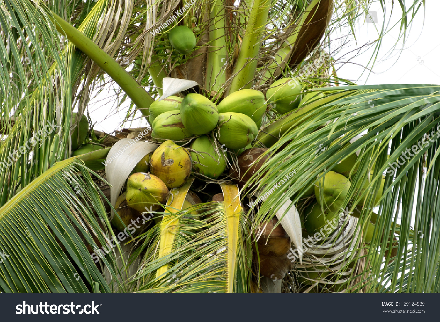 Wild Coconut Palm Tree Closeup With Green Fruits Stock Photo 129124889 ...