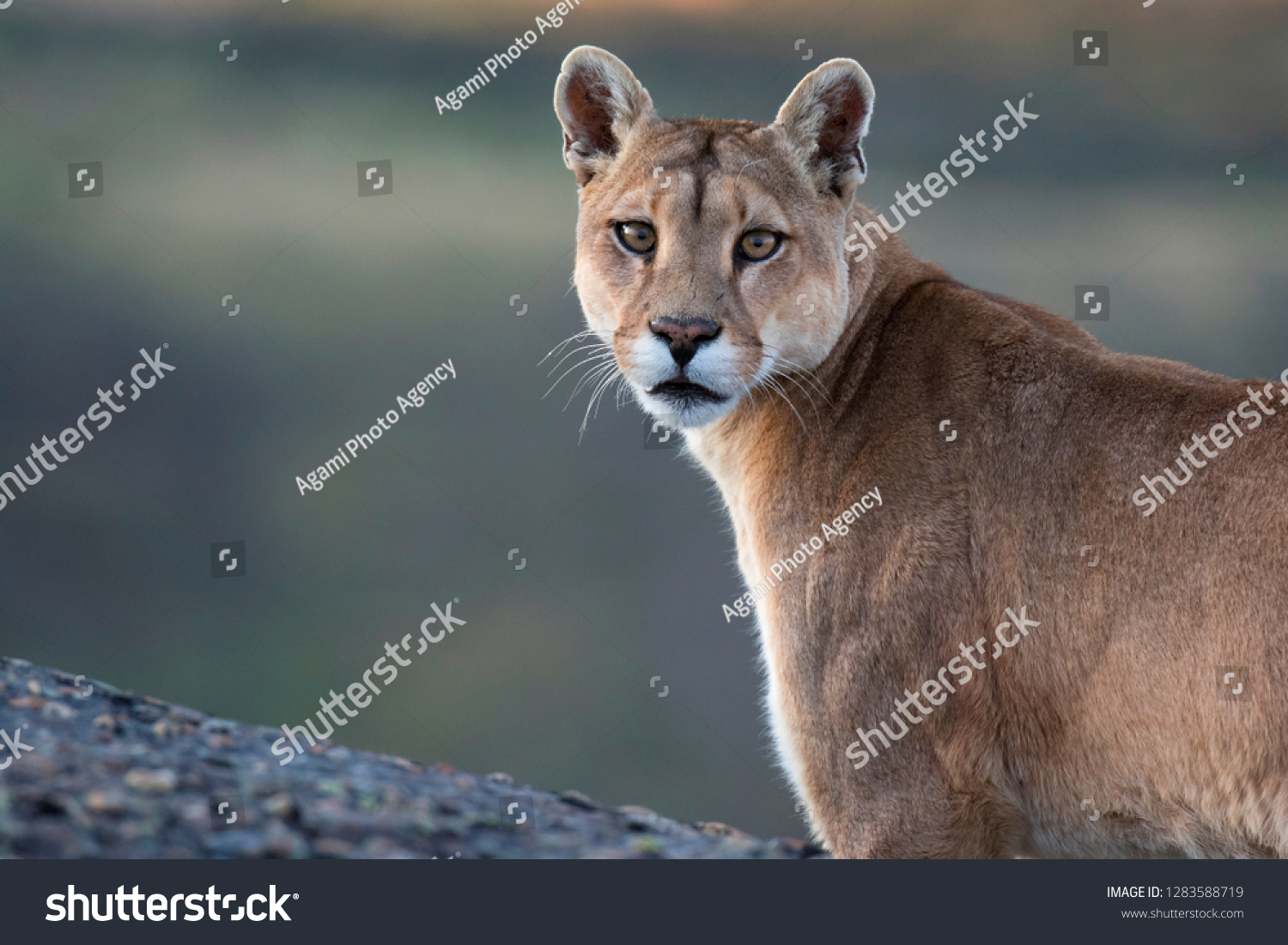 wild puma