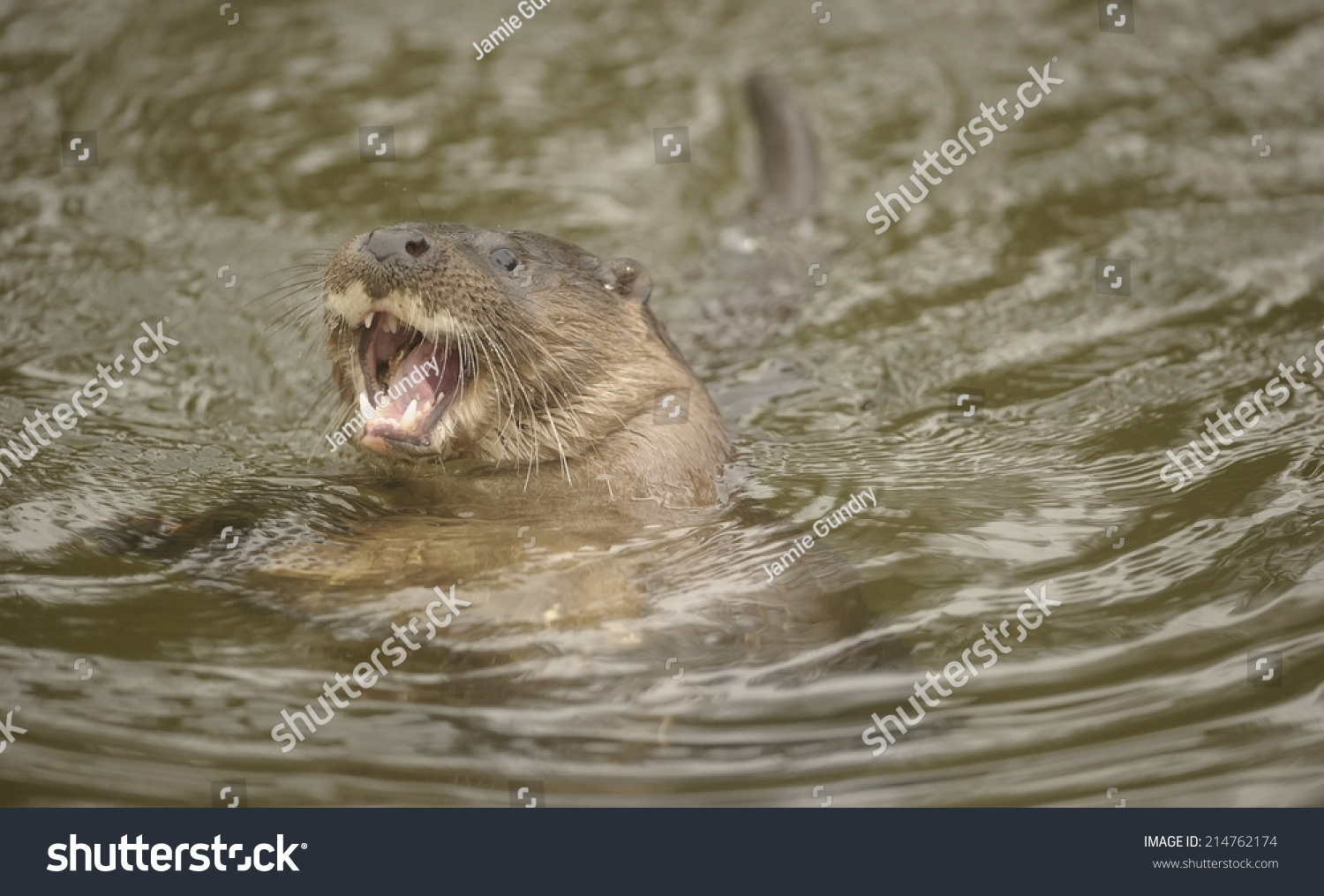 Wild European Otter Surfacing Breath Suffolk Stock Photo 214762174 ...