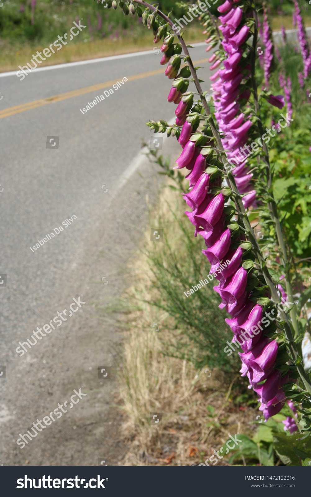 Wild Foxglove Flowers Olympia Wa Stock Photo Edit Now 1472122016