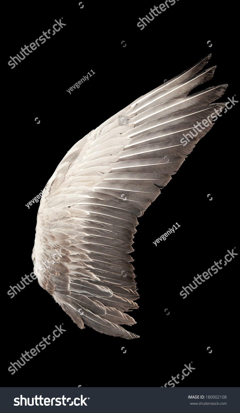 Wild Goose Wing. Close Up. Isolated On A Black Background Stock Photo ...