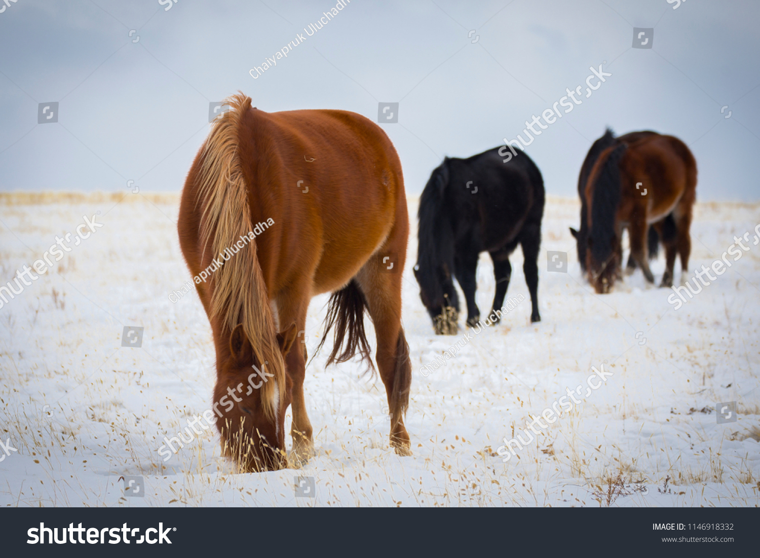 Wild Horse Eating Grass On Winter Stock Photo Edit Now 1146918332